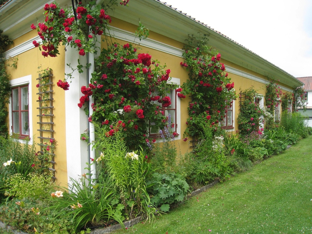 Ein gelbes, einstöckiges Haus, umgeben von einem üppigen Garten mit Rosen, ein Beispiel für traditionelle Wohnarchitektur und nicht für einstöckige Stahlhäuser.